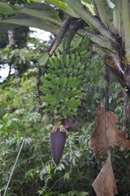 Image result for Musaceae