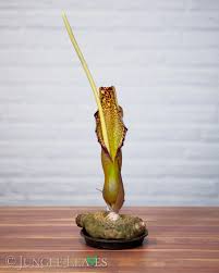 Image result for Sauromatum venosum