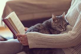 Image result for kitty curled up in a lap of an old lady