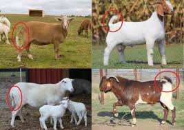 For more information and source, see on this link : Kambing Biri Biri Baka Utara Photos Facebook
