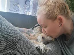 Lost dog Star found safe in Jefferson/Clearfield County, PA