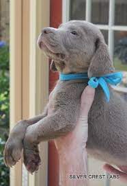 I Think I Need One Silver Labrador Puppies For Sale Texas Charcoal Labrador Puppies Texas Cute Animals Silver Labrador Puppies Baby Animals