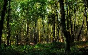 The wide premise of the forest game is some distance from precise. Free Photo In The Forest Eyes Fashion Forest Free Download Jooinn