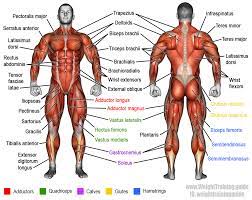 Muscle names can actually be used as a short cut to learn a muscle's location, shape and function. Learn Muscle Names And How To Memorize Them Weight Training Guide Human Muscle Anatomy Muscle Names Body Muscle Anatomy
