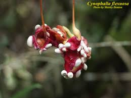 Image result for Chironia flexuosa