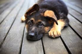 Which is the best background for an animal? Dog Wallpapers Free Dog Wallpaper Download Wallpapertip