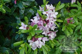 Daphne x transatlantica 'blafra' pp #18,361. Daphne From Burncoose Nurseries