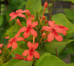 Image result for Ruspolia seticalyx