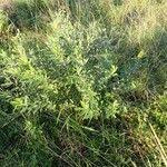 Image result for Eriosema psoraleoides