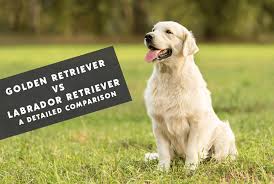 Golden Retriever Vs Labrador Retriever The Labrador Dog