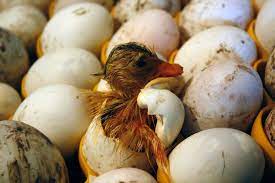 Hatching duck eggs is easy using these simple tools and methods. How To Incubate Duck Eggs The Happy Chicken Coop