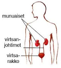 Njurarna sitter ju på ryggsidan på ömse sidor av ryggraden och är därför inte så lätta att nå. Guide For Personer Som Insjuknat I En Njursjukdom Pdf Free Download