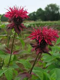 Bee balm is a 'catch all' term that encompasses several species of flowering herbs from the monarda genus. Monarda Colrain Red Bluestone Perennials