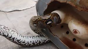 How can snakes come up toilet pipe? Thailand Snake Bites Man S Penis In Toilet Encounter Cnn