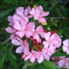 The azalea bush is a pretty, ornamental flowering shrub that comes in a despite its pleasant appearance, azaleas are plants toxic to dogs; Poisonous Plants To Dogs