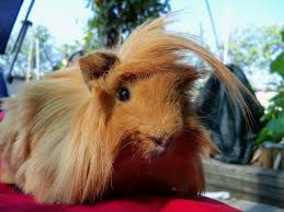 From tiny pocket pets like hamsters, gerbils and mice to larger animals like chinchillas and guinea pigs, we'll help you find the perfect little friend to welcome into your home and family. Peruvian Guinea Pig Facts