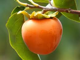 Wann Ist Eine Kaki Reif So Erkennst Du Es