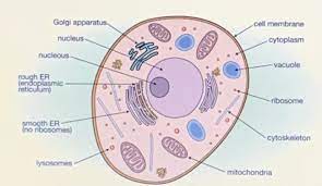 It should be large, clear and with specific labels. Drag Each Label To The Correct Location On The Image A Diagram Of An Animal Cell Is Shown Below Brainly Com