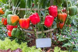 Tolerant to tmv and pvy. Growing Your Own Bell Peppers