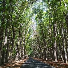 Hutan desa merupakan salah satu dari 4 skema pengelolaan hutan berbasis masyarakat yang pemegang ijin pengelola hutan desa adalah suatu lembaga pengelola yang dibentuk melalui. Hutan Desa Setianegara Photo Galeri Desa Setianegara Kecamatan Cilimus Kabupaten Kuningan Apalagi Dengan Nuansa Sejuk Dan Tenang Yang Melekat Dengan Objek Wisata Alam Hutan Desa Setianegara Sophieandtj