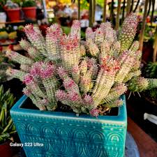 Image result for Euphorbia corniculata