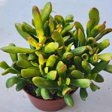 Image result for Crassula zombensis