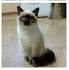 British Shorthair - Seal Point - Home | Facebook