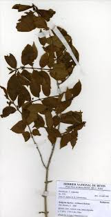 Image result for Rytigynia sp. C