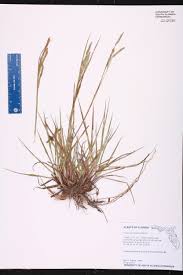 Image result for Paspalum plicatulum