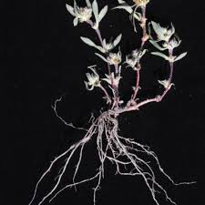 Image result for Bergia polyantha