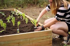 Raised garden beds are great for growing plants in smaller plots. Build Cheap Raised Garden Beds Inexpensive Raised Garden Bed Diy Hgtv
