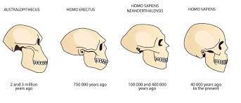 Human Evolution Of The Skull Human Evolution Evolution Science Experiments Kids Elementary