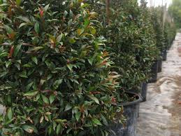 Image result for Eugenia