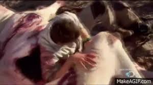 bear grylls ytp bear grylls gets naughty with a seal carcass. Man Vs Wild With Bear Grylls S04e13 Shooting Survival On Make A Gif