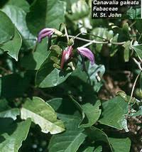 Image result for Canavalia