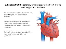 The heart is a muscular organ that pumps blood around the body by circulating it through the circulatory/vascular system. 6 2 1 Draw And Label A Diagram Of The Heart Showing The Four Chambers Associated Blood Vessels Valves And The Route Of The Blood Through The Heart Some Ppt Video Online Download