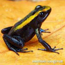 Black And Yellow Frog Pin By Dee Nutt On Frogs Toads Frog And Toad Amphibians Frog