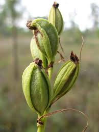 Image result for Eulophia ensata
