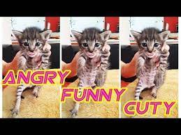 Funny Cat Videos Angry Hungry Cute Kitty Nemo Baby Cat Feeding Goat Milk Youtube In 2021 Funny Cat Videos Baby Cats Cute Cats