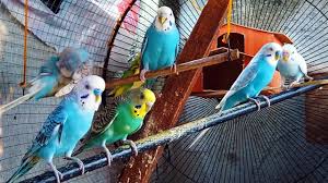 When deciding whether this is the best pet for you and your family, consider the amount of time you'll be spending at home. Beautiful And Colorful Parakeets Parrots Pet Parrot Birds Budgerigar Budgies And Blue Parakeets Youtube