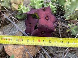 Image result for Orbea melanantha