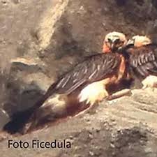 This bezaubernde strohsterne pdf online is the best book i have ever read today. News Stiftung Pro Bartgeier