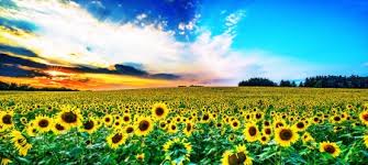 We did not find results for: Sunflower Field Flowers Nature Background Wallpapers On Desktop Nexus Image 2369080