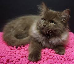 Ragdoll kittens are gentle, relaxed and have a really sweet nature. Available Kittens