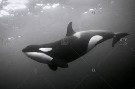 Check spelling or type a new query. Underwater Animals High Quality Stock Photos Everypixel