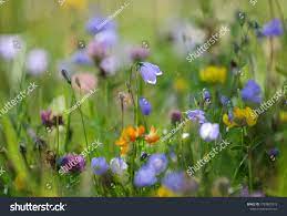 13 Hairbell Images, Stock Photos & Vectors | Shutterstock
