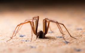 Bad bugs pest control in birmingham, al offers professional pest prevention and insect control services against ants, spiders, roaches, mosquitoes, bed bugs and more. Pest Control Services In Utah County Ecolife