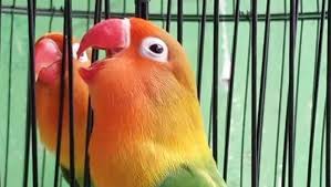 We did not find results for: 16 Gambar Kata Lovebird