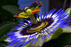 Lorsque l'on pars en vacances à la mer, on essaie souvent de trouver la plus belle plage du coin, le petit paradis qui marquera à jamais notre séjour. 1001 Photos Des Plus Belles Fleurs Du Monde Exotiques Et Rares