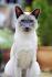 Blue Point Siamese Cats - Siamese Cats and Kittens